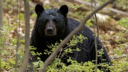 Black bear sighting near Camosun College prompts warning