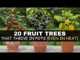 20 Best Fruit Trees That THRIVE in Pots & Tiny Spaces – Even in Hot Climates!