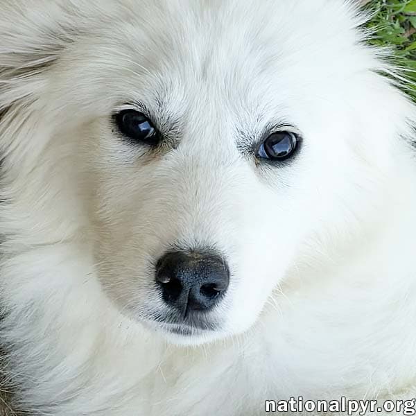 Annie in TN - Has Excellent Manners! - National Great Pyrenees Rescue