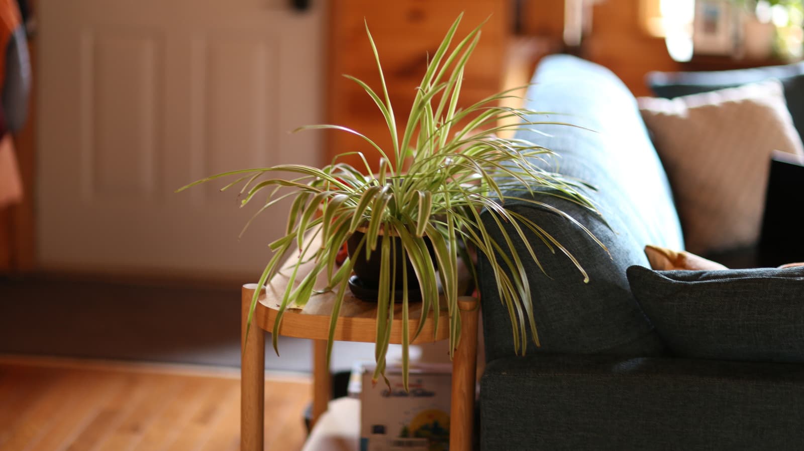 What To Do With Your Spider Plant In June To Turn It Into A Lush Statement Piece