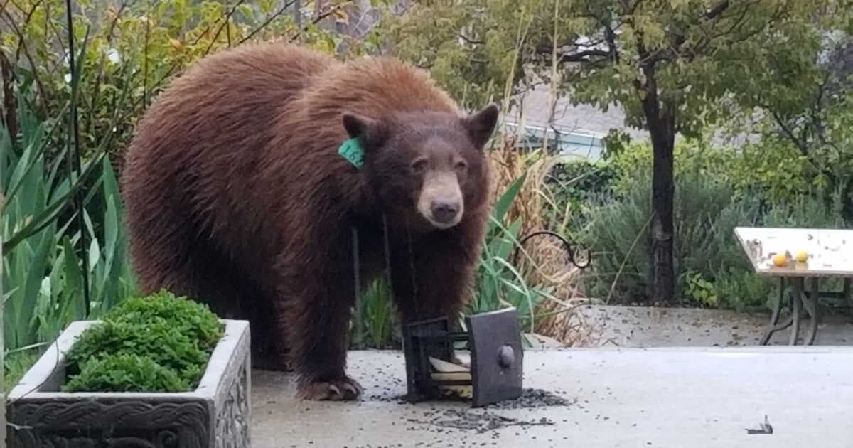 Bear business