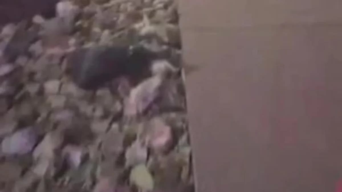 People flee from Westgate in Glendale after shooting. Watch