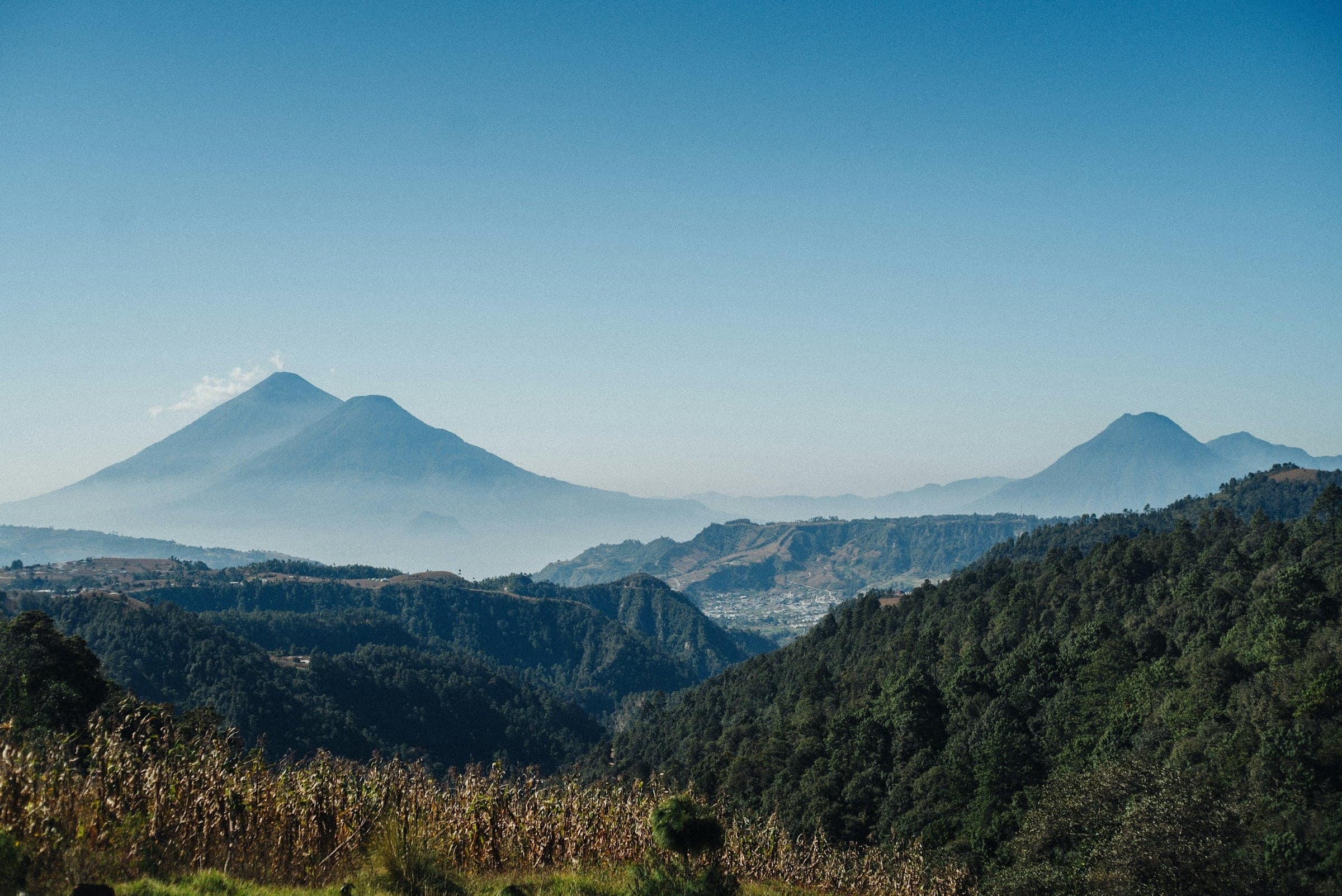Starmaya: The First Open-Pollinated F1 Hybrid Coffee ...