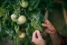 A Few Minutes of Fall Garden Maintenance Could Prevent ...