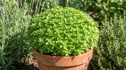 How to Grow Greek Dwarf Basil from Seed: Planting & Care