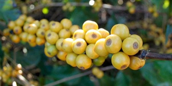 Papua New Guinea Chimair Estate PB Peaberry Specialty ...