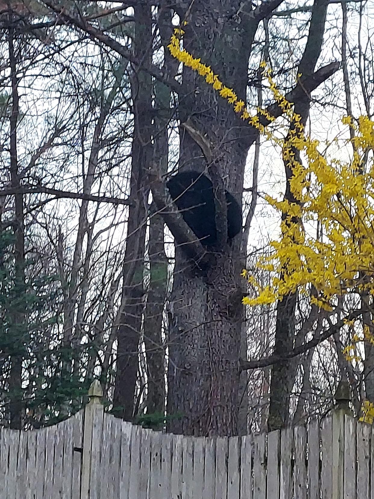 VIDEO: Bear spotted hanging out in Southwick tree