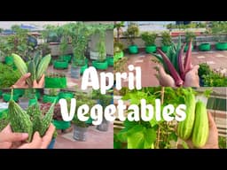 Best Summer Vegetable Seeds To Sow In April Month // April Vegetables 