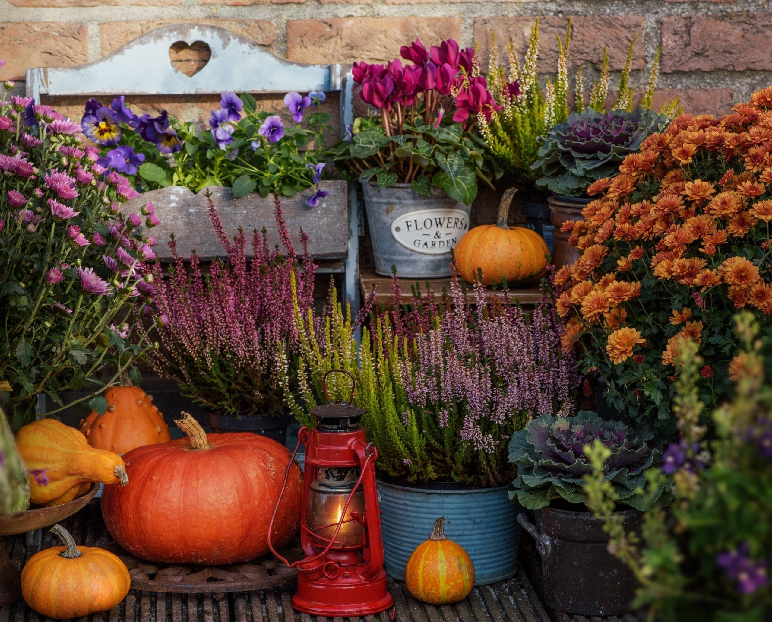 Halloween Garden: Spooky Plants That Are Actually Useful