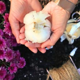 How to Grow a Lifetime Supply of Garlic