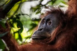 How rescued orangutans are rebuilding a new wild population ...