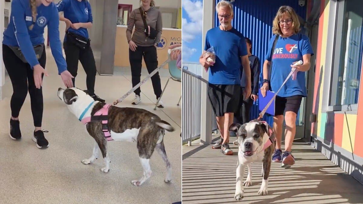 Senior Dog Gets The Sweetest Shelter Sendoff After ...