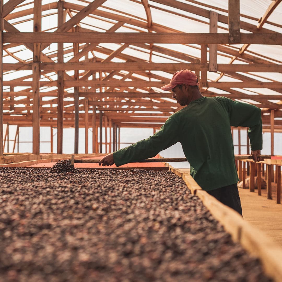Brazilian Coffee: Taste, Characteristics, and How to Choose