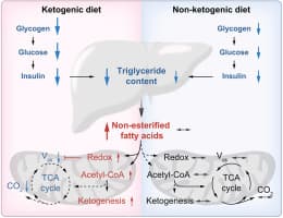 Distinct effects of ketogenic and non-ketogenic weight-loss ...