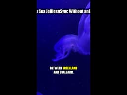 Deep Sea Jellies Sync Without a Brain