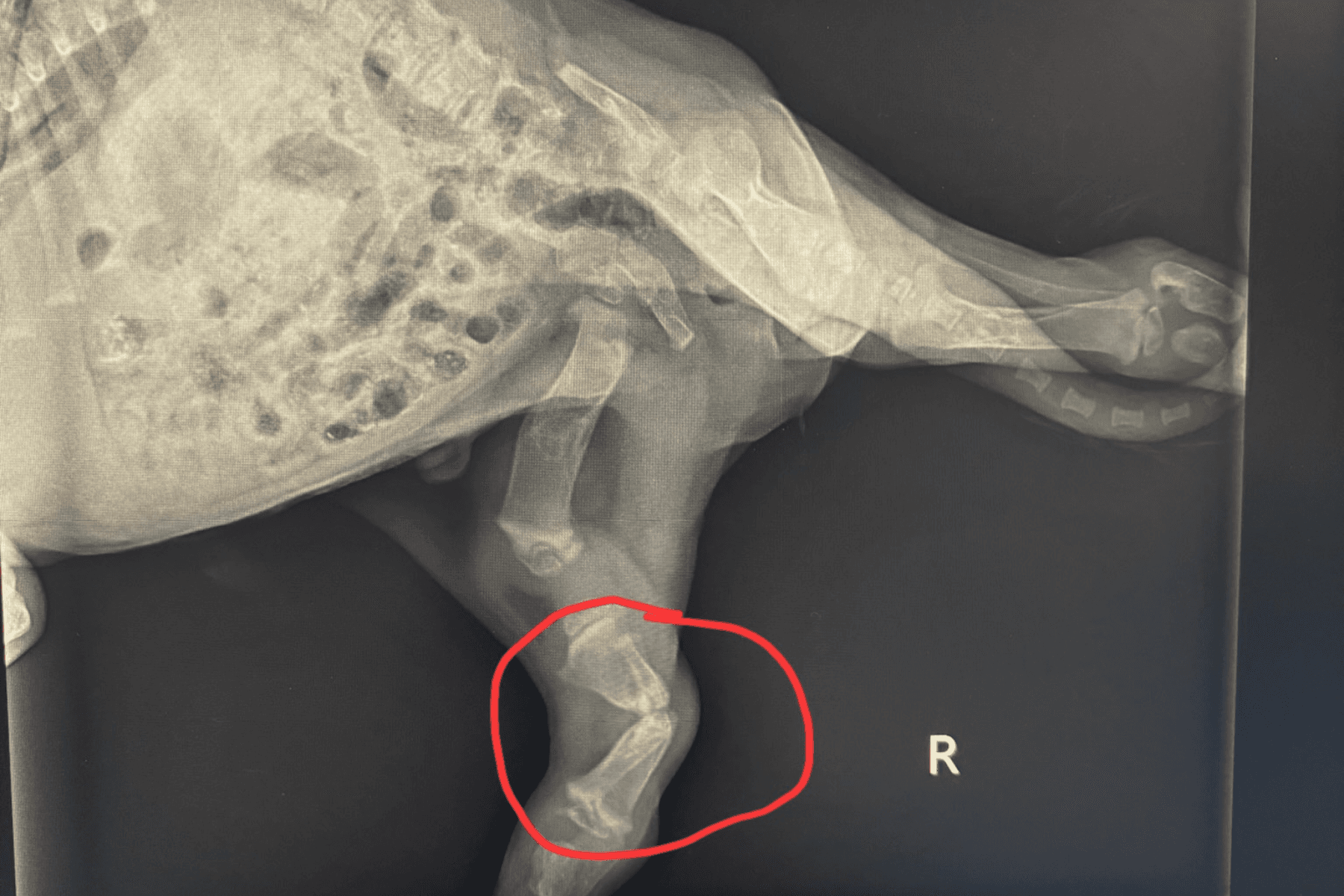 Newberg Rescue Faces $100,000 Surgery Bill After Puppies Develop Rickets Linked to Recalled Formula