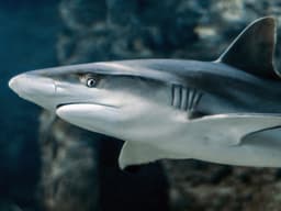 Stranded Shark Saved Near Buffels Bay This Easter Weekend - 2oceansvibe News | South African and international news