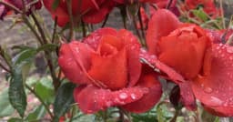 Rosie's corner: Get ready for seasonal changes
