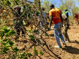 Coffee farmers changed their mindset and moved to replace old ...