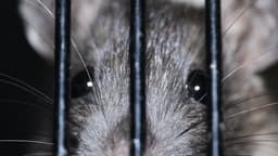 Never Underestimate a Cornered Rat: Trump’s Election Plot Is Taking Shape