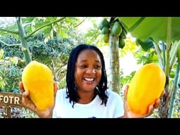 Feeding My Family Fresh Free Organic Food Daily From My Container Garden 