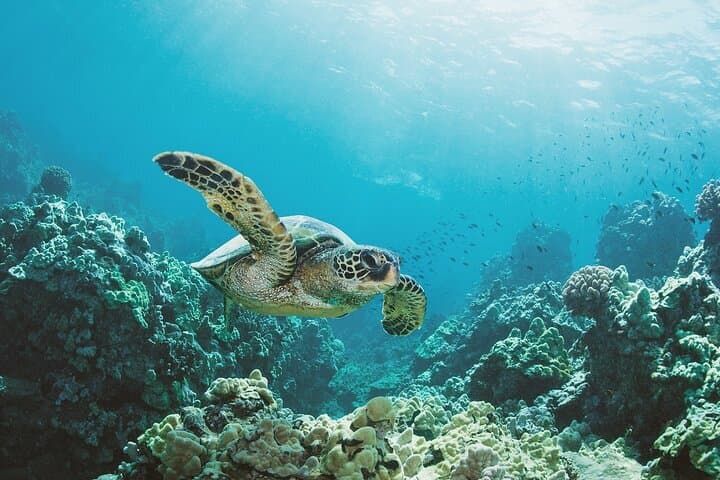 2026 Turtle Canyon Snorkel Adventure in Waikiki, Oahu - with Trusted Reviews