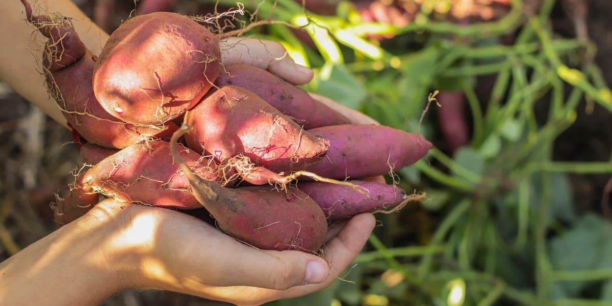 A detailed guide on how to grow sweet potatoes at home