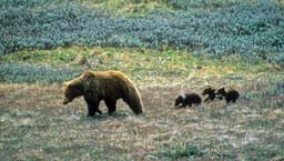 National Program for Ecological Corridors - Nature and science