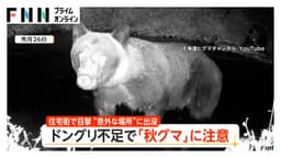 Acorn Shortage Raises Fear of Bear Attacks