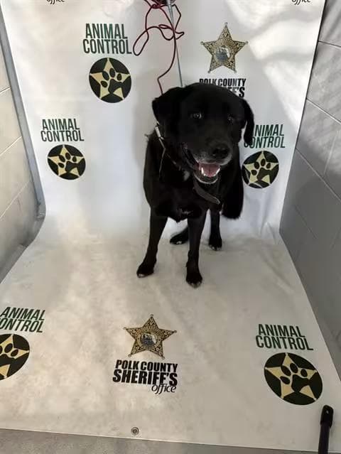 🐶 Playful, Gentle & Loyal Dogs Ready for Adoption in Winter Haven
