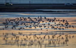 San Francisco Bay Restoration Authority: Home