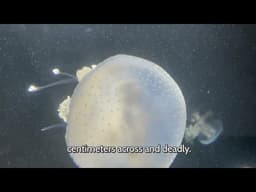 The Ocean’s Darkest Predator You’ve Never Seen…