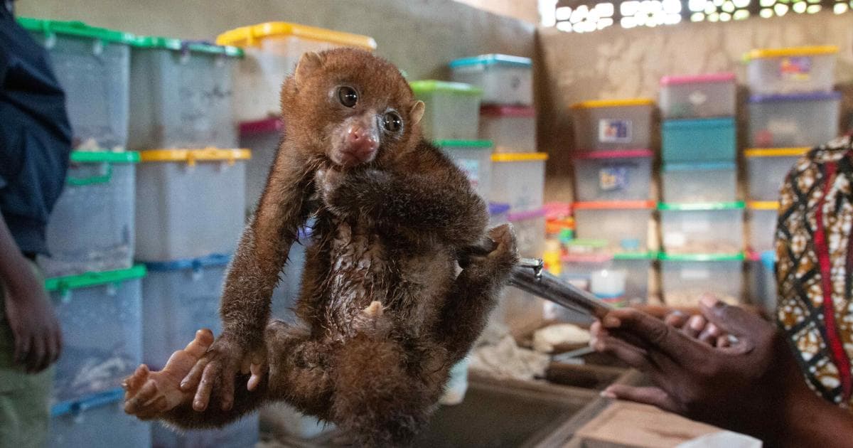 Online Marketplaces Are Putting Biodiversity at Risk