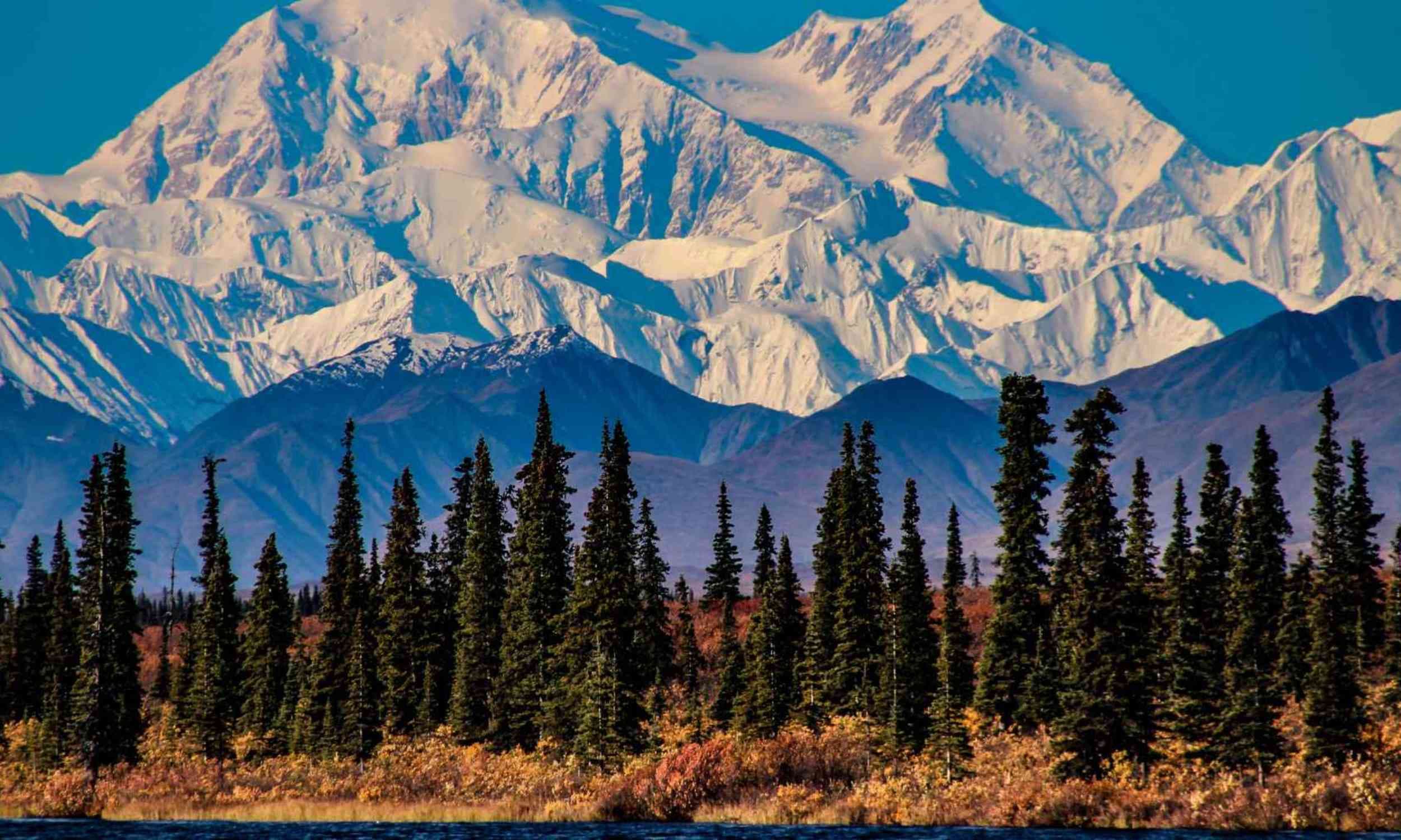 Survival story of an Ice Age Alaskan forest may rewrite the rules for conservation today