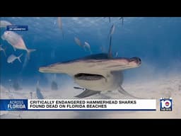 Animal advocates want justice for Great Hammerhead sharks