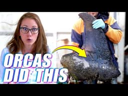 Orcas Attacked Another Orca... And Solved A Decades Long Mystery