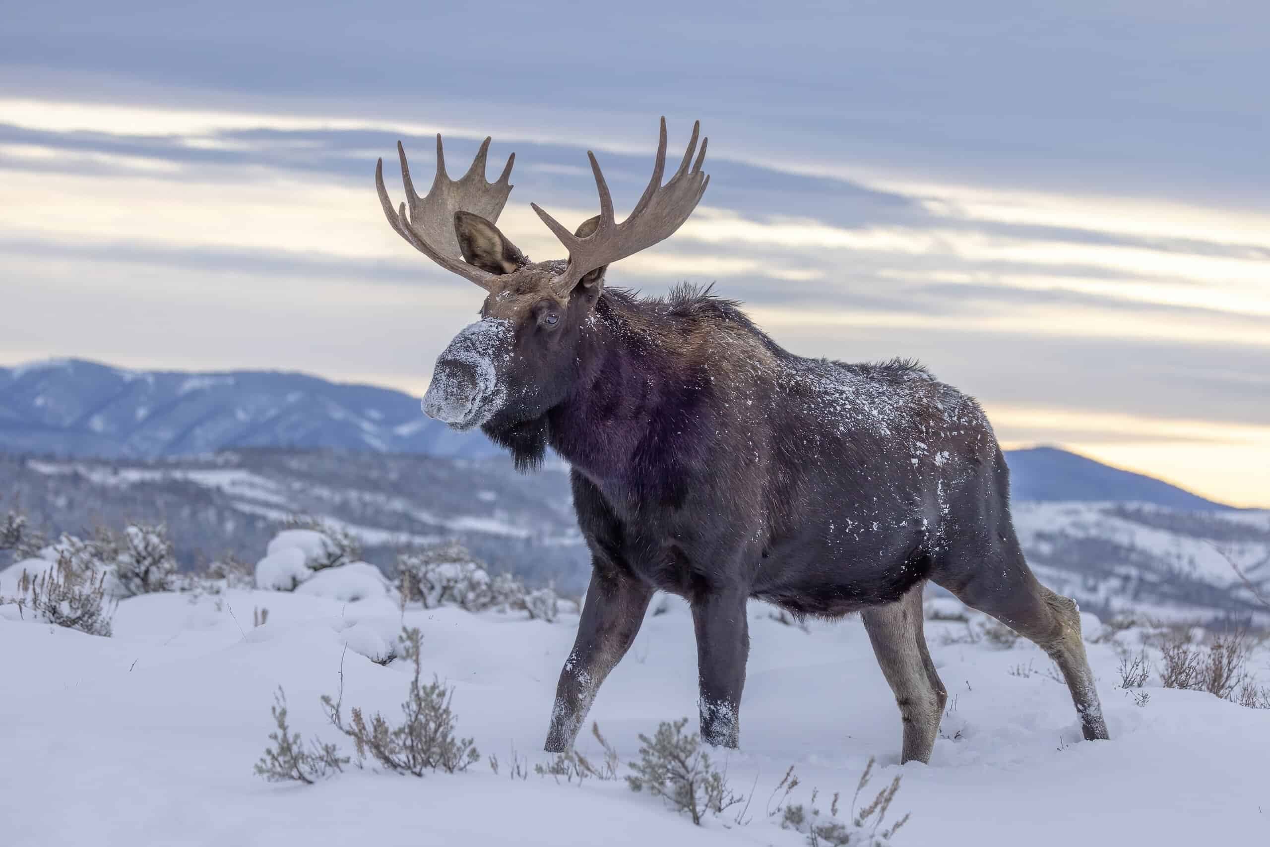 Why Animals in Cold Climates Are Bigger: The Science Behind Bergmann’s Rule - A-Z Animals