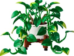 Hanging Golden Pothos 11512 | Botanicals | Buy online at ...