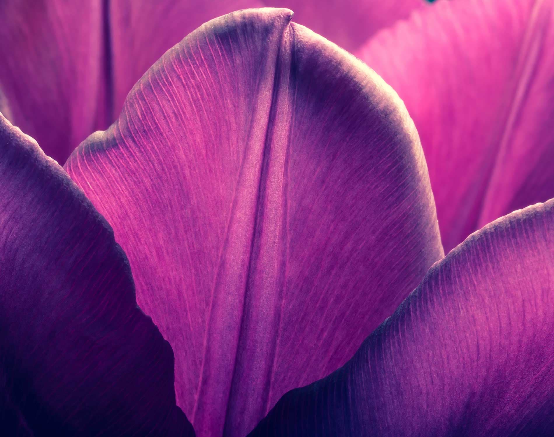 
	Dentons - DAFT visa and the 30 percent ruling
