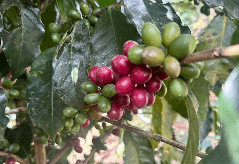 How Is Decaf Coffee Made?