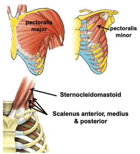 Unmasking the Hidden Power: Accessory Muscles of Inspiration Behind Every Deep Breath - Saint Augustines University