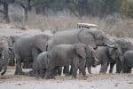 Human wildlife conflicts increase in Zambezi - New Era