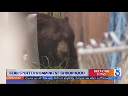 Bear spotted roaming Fillmore neighborhood, creating excitement for neighbors