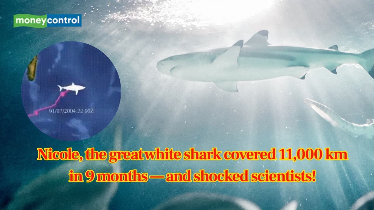 11,000 Kilometres in 9 Months: "Nicole" the great white shark that defied the Ocean!