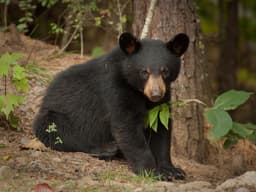 Bear Sighting In Livingston Adds To Growing List In Essex ...