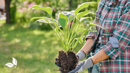 Overgrown Perennials: A Guide to Dividing