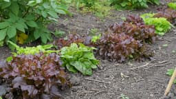 Gardening in July: enjoy midsummer