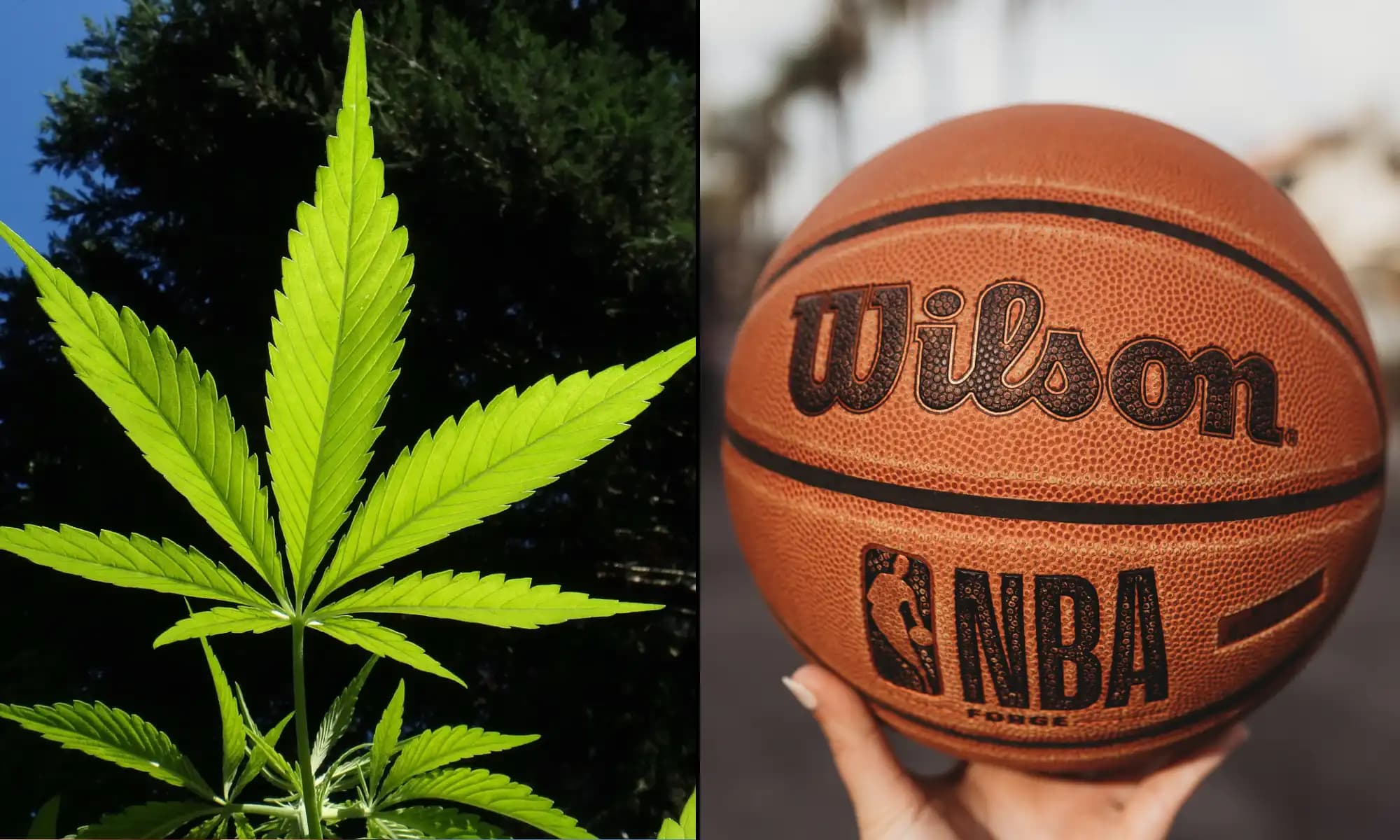 WNBA Removes Marijuana From Banned Substances List And Sets Rules For Player Endorsements Of Hemp CBD Products