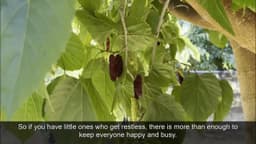 Mulberry Picking at Very Mulberry Farm! Brentwood CAWatch ...