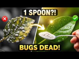 STOP Using Pesticides! 1 Spoon Kills Aphids & Mealybugs FAST (Safe for Kids & Pets)